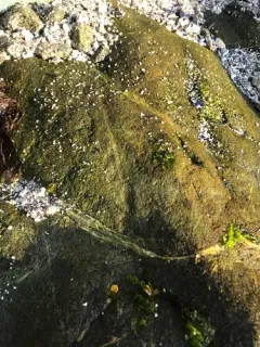 Blidingia minima thumbnail 3