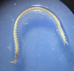 Common Schendyla thumbnail 3