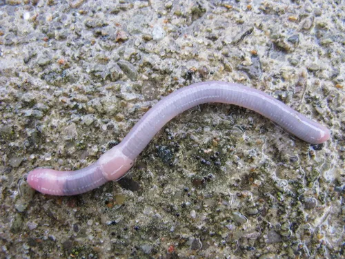 Aporrectodea limicola