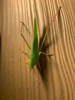 Slightly Musical Conehead Katydid thumbnail 2