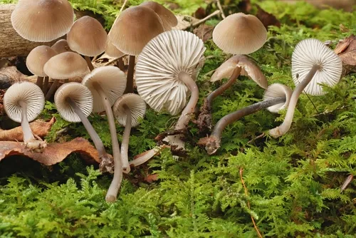 Mycena algeriensis