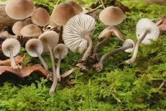 Mycena algeriensis thumbnail 1