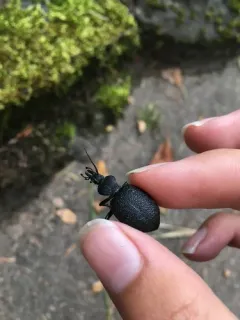 Cychrus hemphillii thumbnail 2