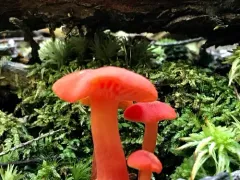 Hygrocybe squamulosa thumbnail 2