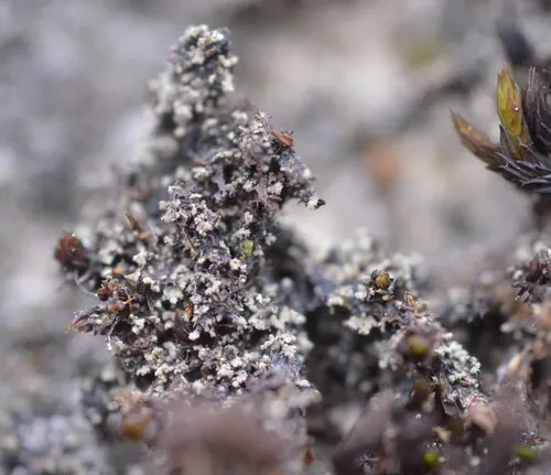 Cactus Lichen