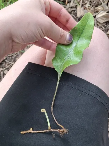 tongue fern