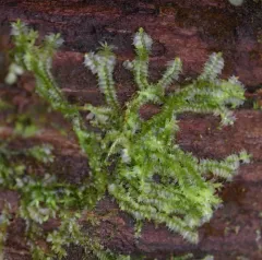 Bifid Crestwort thumbnail 1
