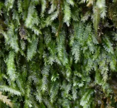 Bigelow's Porotrichum Moss thumbnail 2