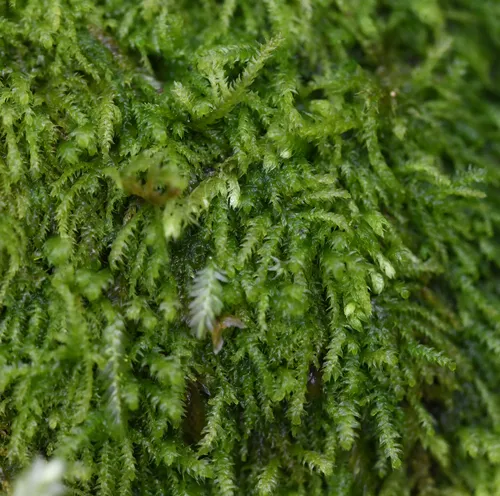 Macoun's Heterocladium Moss