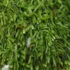 Macoun's Heterocladium Moss thumbnail 1