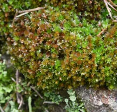 Capillary Thread-moss thumbnail 2