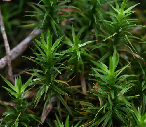 Bank Haircap Moss