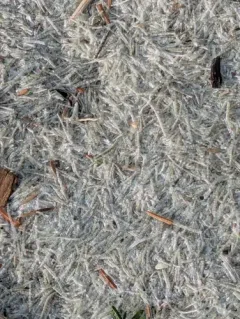 Glassy Tubeworm thumbnail 4
