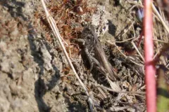 Arctic Grasshopper thumbnail 4