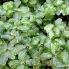 rhizomnium moss thumbnail 2