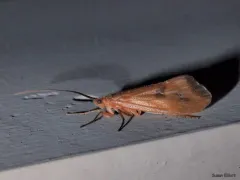 Pycnopsyche limbata thumbnail 2