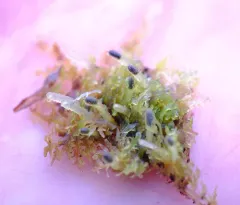 Jagged Germanderwort thumbnail 3