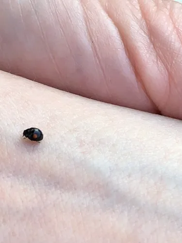 Hyperaspis binotata