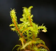 Scarce Turf-moss thumbnail 4