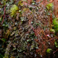 Blue Pouchwort thumbnail 3