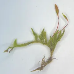 Matted feather-moss thumbnail 2
