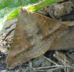 Small Mocis Moth thumbnail 3