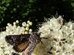 Syngrapha angulidens thumbnail 2