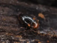 Dacne californica thumbnail 3