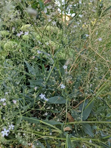 Glandular Baby's-breath