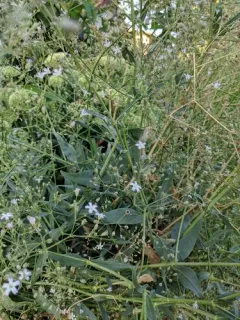 Glandular Baby's-breath thumbnail 1