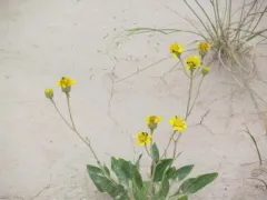Basindaisy thumbnail 2