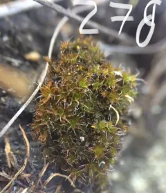 Brown Screw-moss thumbnail 1