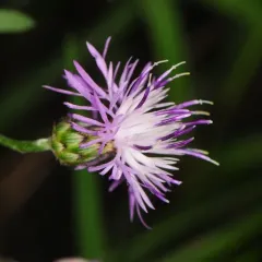 spotted knapweed thumbnail 3
