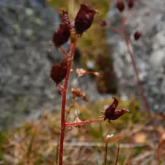 Porsild's saxifrage thumbnail 2