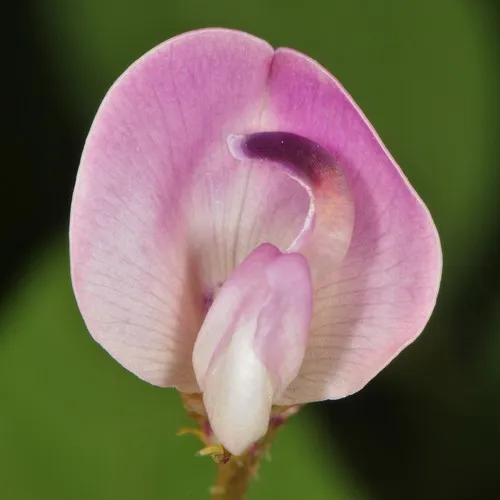 trailing fuzzy-bean