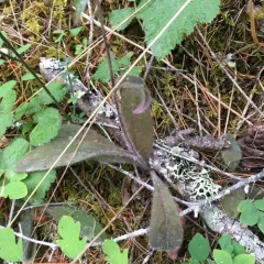 white hawkweed thumbnail 3