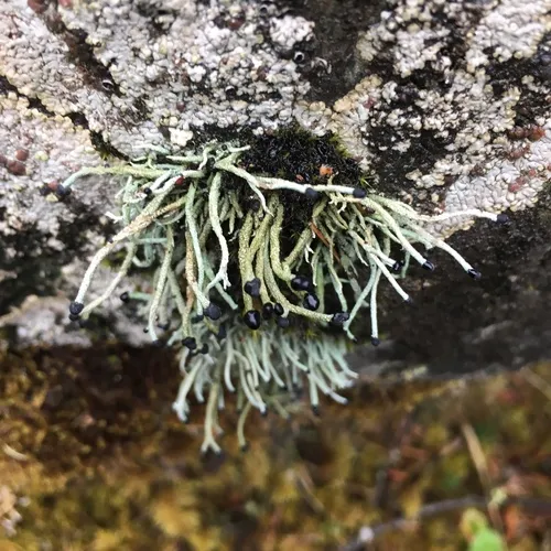 Devil's matchstick