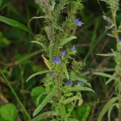 viper's-bugloss thumbnail 2
