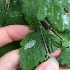Phyllonorycter holodisci thumbnail 4
