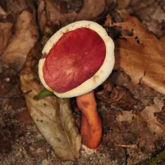 Red Gyroporus thumbnail 3