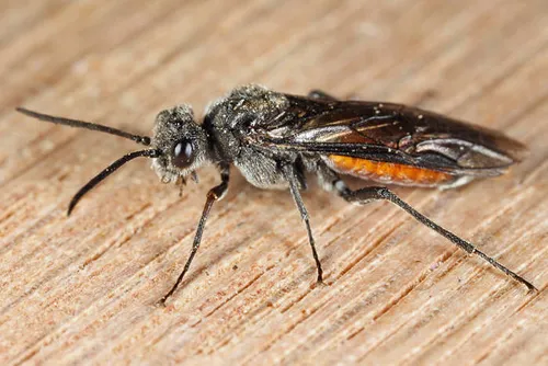 Dolerus aprilis
