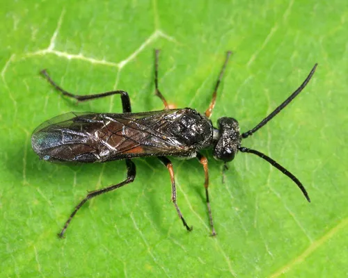 Dolerus elderi