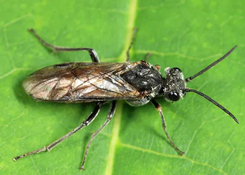 Dolerus tibialis