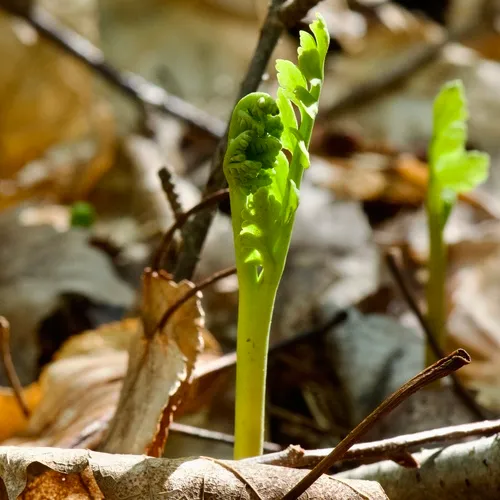 matricary grapefern