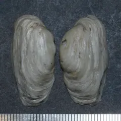 Arctic Hiatella thumbnail 3