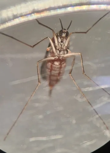 Lasioptera solidaginis