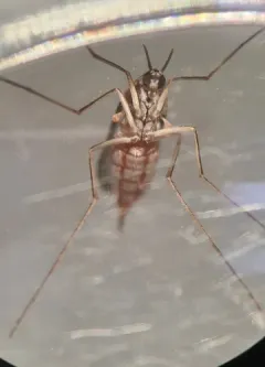 Lasioptera solidaginis thumbnail 1