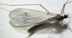 Trichocera regelationis thumbnail 2