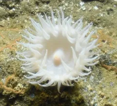 Rough-skinned Sea Anemone thumbnail 3