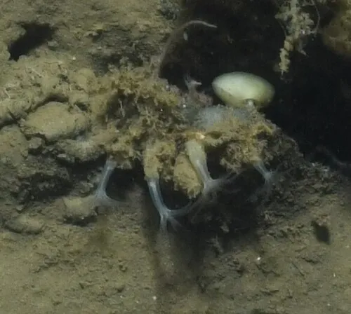 Clavularia modesta